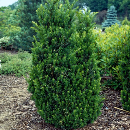 Kukmedis tarpinis (Taxus media) 'Hillii'