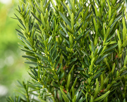 Kukmedis tarpinis (Taxus media) 'Hillii'