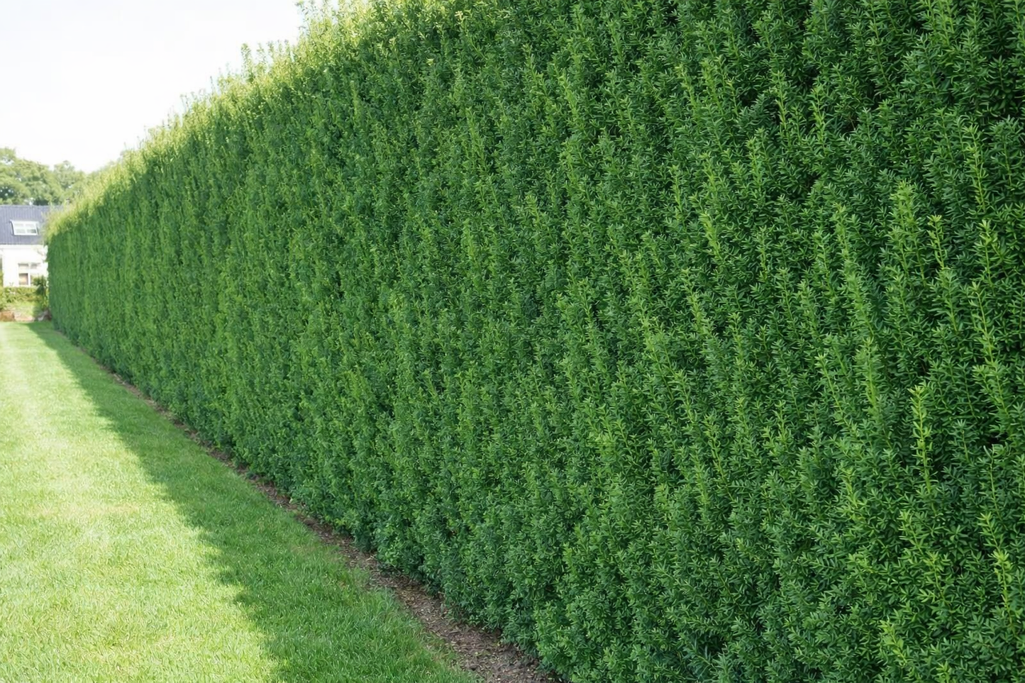 Kukmedis tarpinis (Taxus media) 'Hillii'