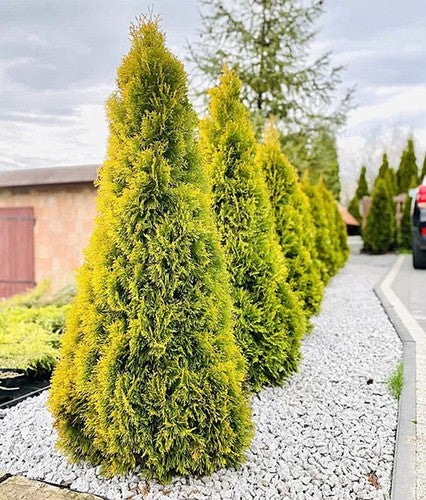 Tuja vakarinė (Thuja occidentalis) 'Golden Smaragd'