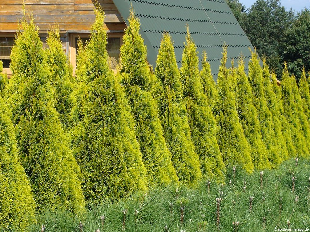 Tuja vakarinė (Thuja occidentalis) 'Golden Smaragd'
