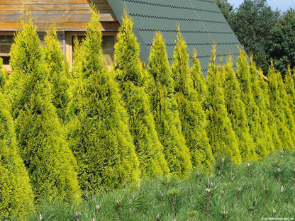 Tuja vakarinė (Thuja occidentalis) 'Golden Smaragd'