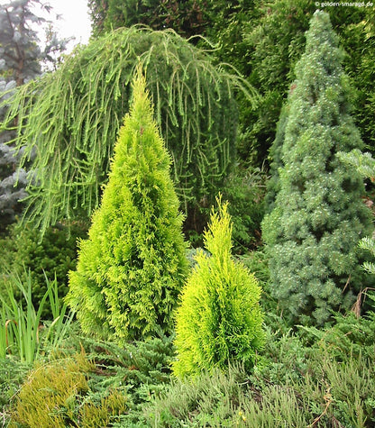 Tuja vakarinė (Thuja occidentalis) 'Golden Smaragd'