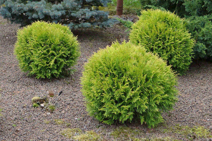 Tuja vakarinė (Thuja occidentalis) 'Mirjam'