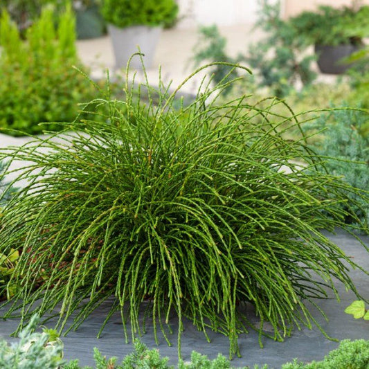 Tuja didžioji (Thuja plicata) 'Whipcord'