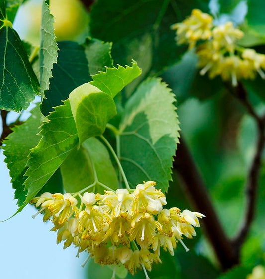 Liepa mažalapė (Tilia cordata)