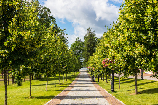 Liepa mažalapė (Tilia cordata)