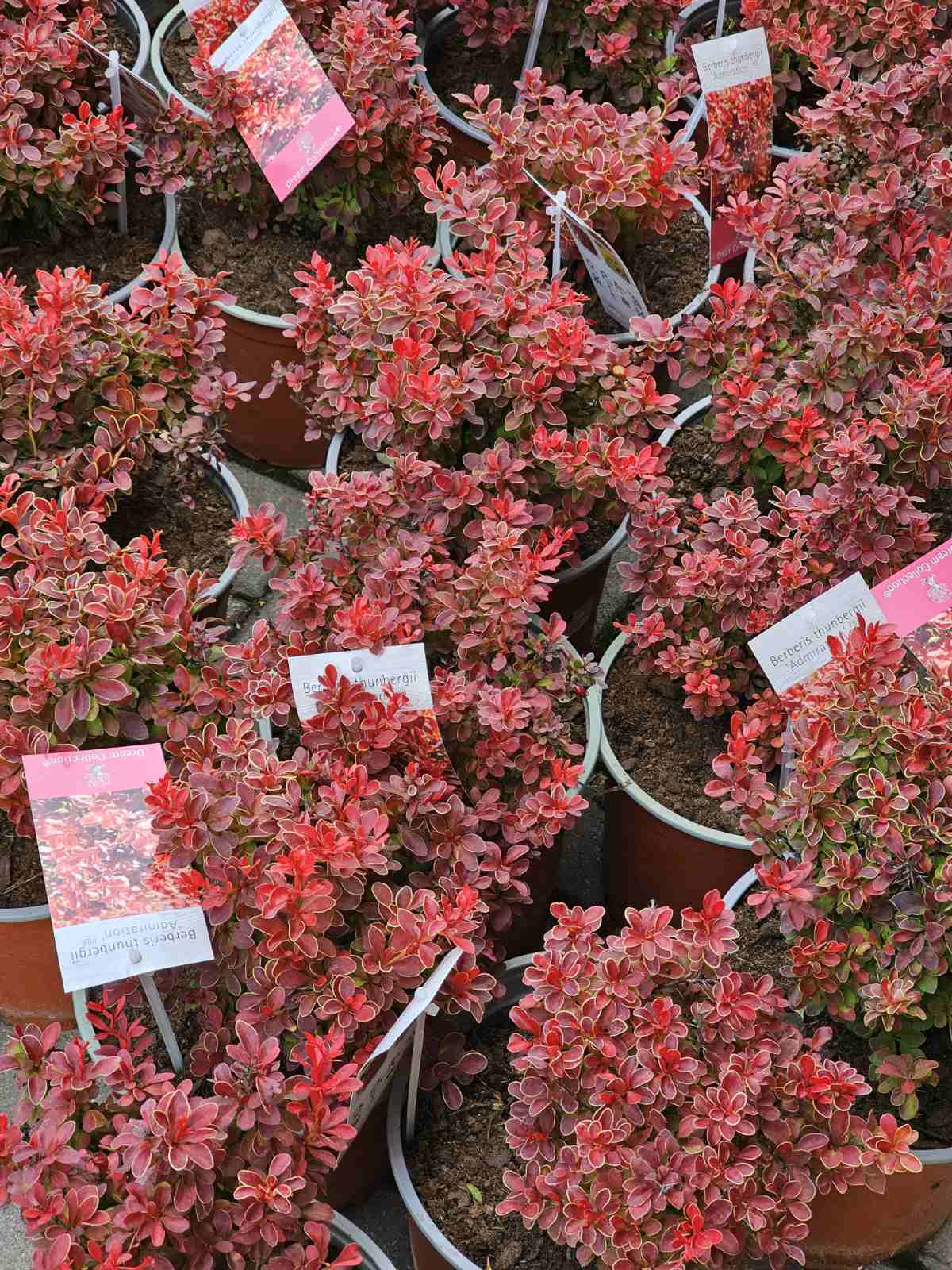 Raugerškis tunbergo (Berberis thunbergii) 'Admiration'