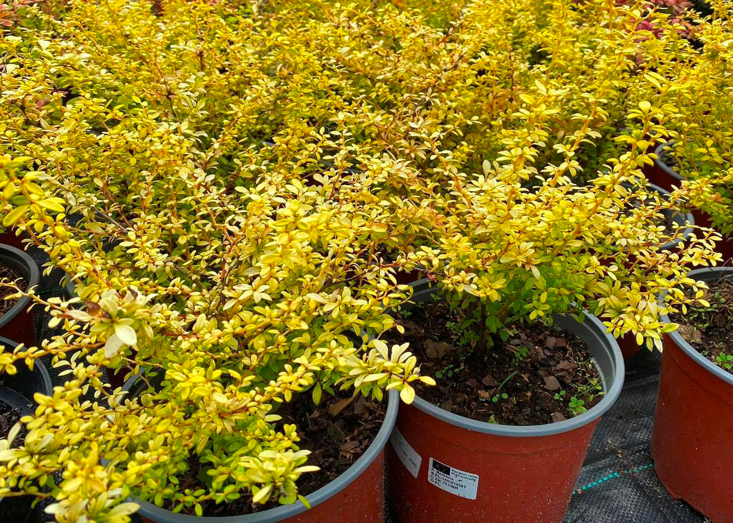 Raugerškis tunbergo (Berberis thunbergii) 'Golden Dream'