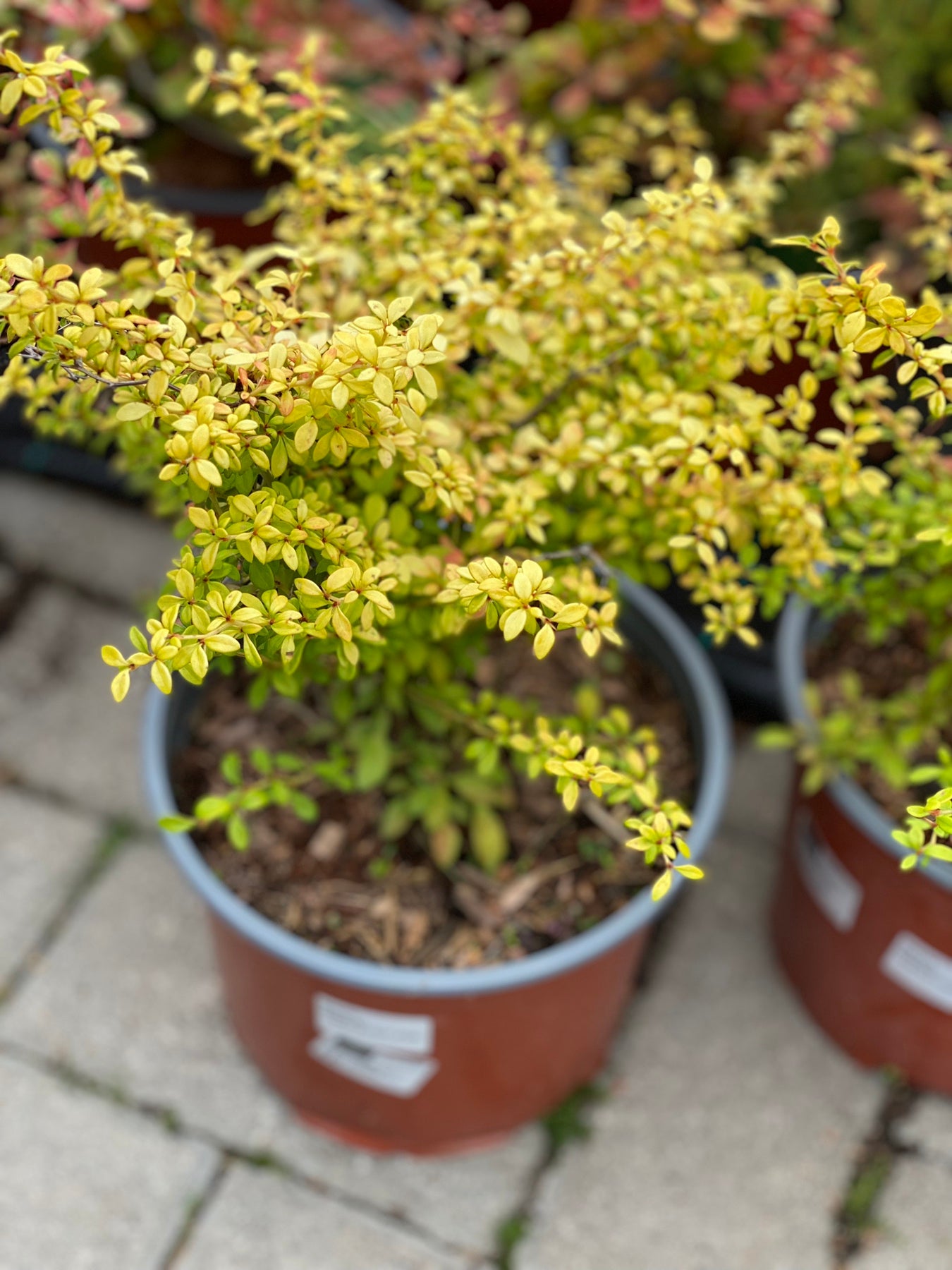 Raugerškis tunbergo (Berberis thunbergii) 'Golden Dream'