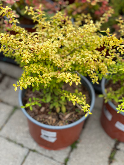 Raugerškis tunbergo (Berberis thunbergii) 'Golden Dream'
