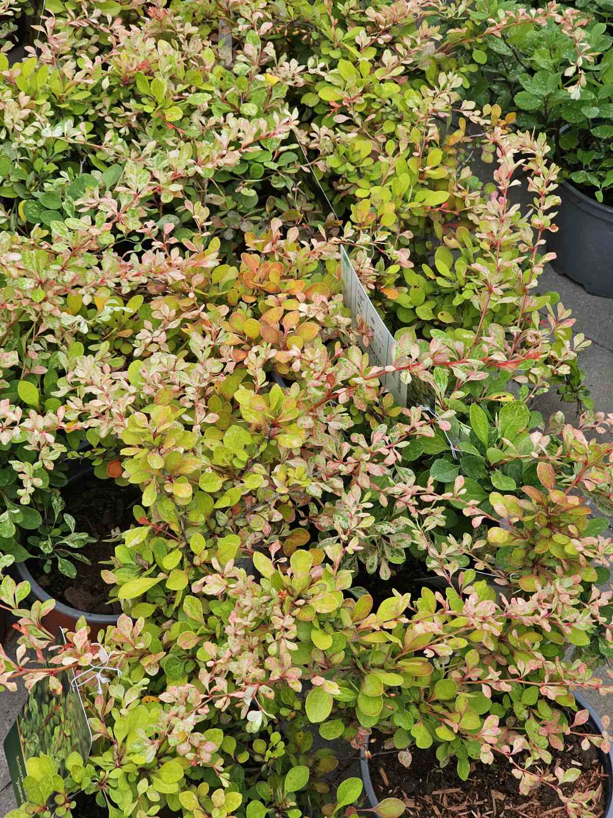 Raugerškis tunbergo (Berberis thunbergii) 'Joanna'