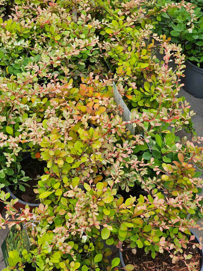 Raugerškis tunbergo (Berberis thunbergii) 'Joanna'