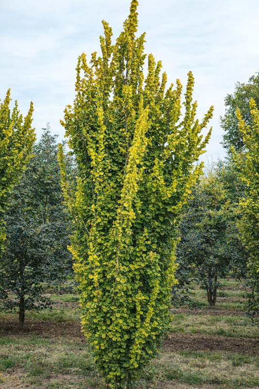 Guoba olandinė (Ulmus x hollandica) 'Wredei'