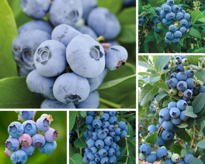 Šilauogės (Vaccinium corymbosum)