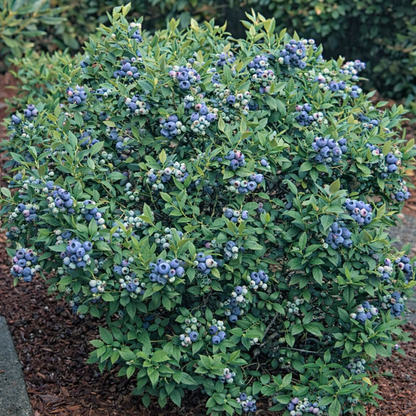 Šilauogės (Vaccinium corymbosum)