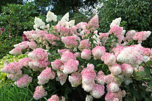 Stiebinė hortenzija šluotelinė (Hydrangea paniculata) 'Sundae Fraise' Pa