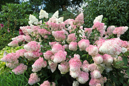 Hortenzija šluotelinė (Hydrangea paniculata) 'Vanille Fraise'