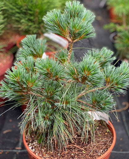 Pušis veimutinė (Pinus strobus) 'Macopin'