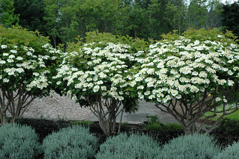 Putinas paprastasis (Viburnum opulus) 'Compactum'