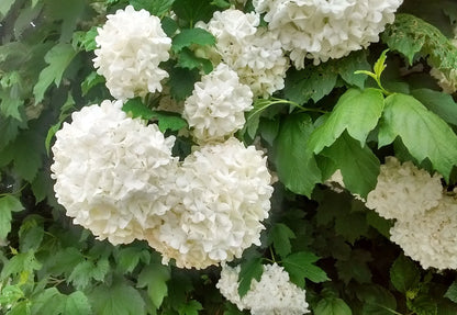 Putinas paprastasis (Viburnum opulus) 'Roseum'