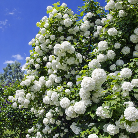 Putinas paprastasis (Viburnum opulus) 'Roseum'
