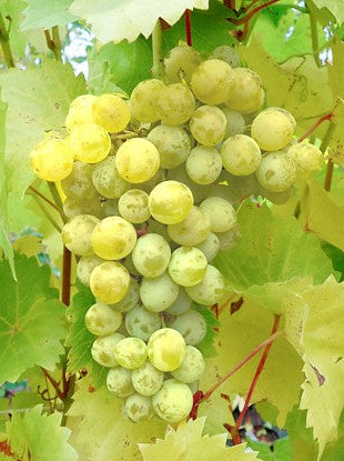 Vynmedis (Vitis) 'Bianca’ (desertinė)
