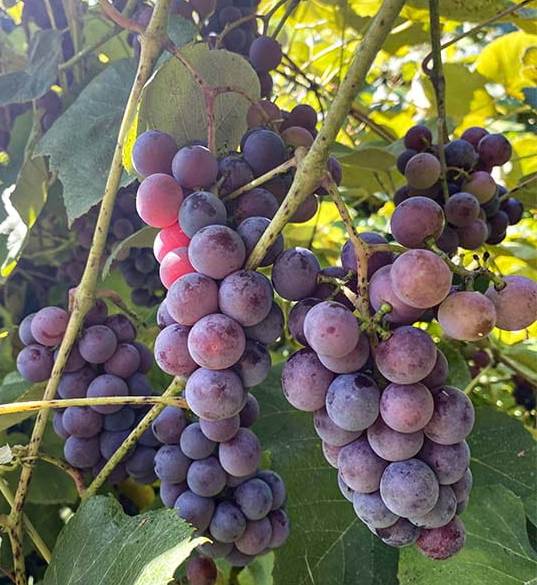 Vynmedis (Vitis) 'Konkord Rosyjski'
