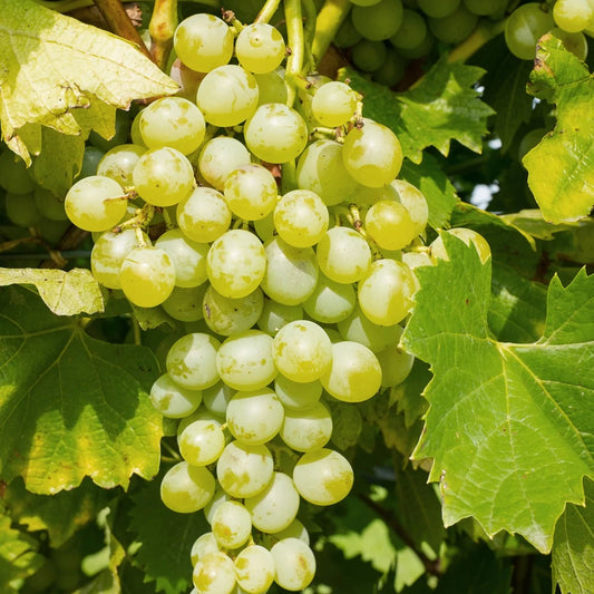 Vynmedis (Vitis) 'Muskat Odesskij' (vyninė)