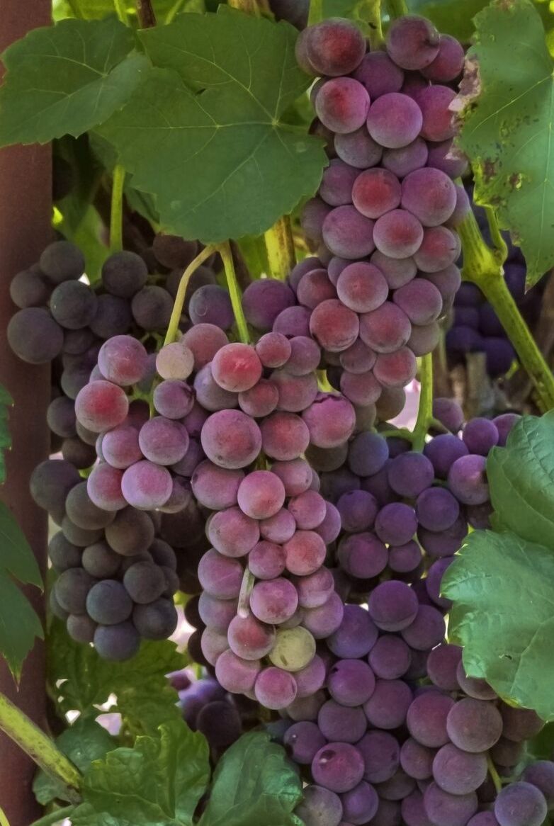 Vynmedis (Vitis) 'Swenson Red' (desertinė)