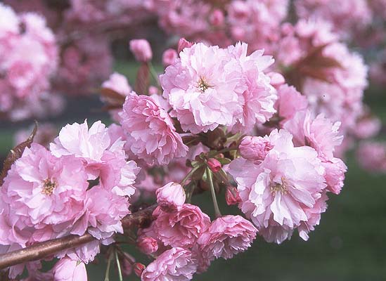 Vyšnia smailiadantė (Prunus serrulata) 'Kanzan'