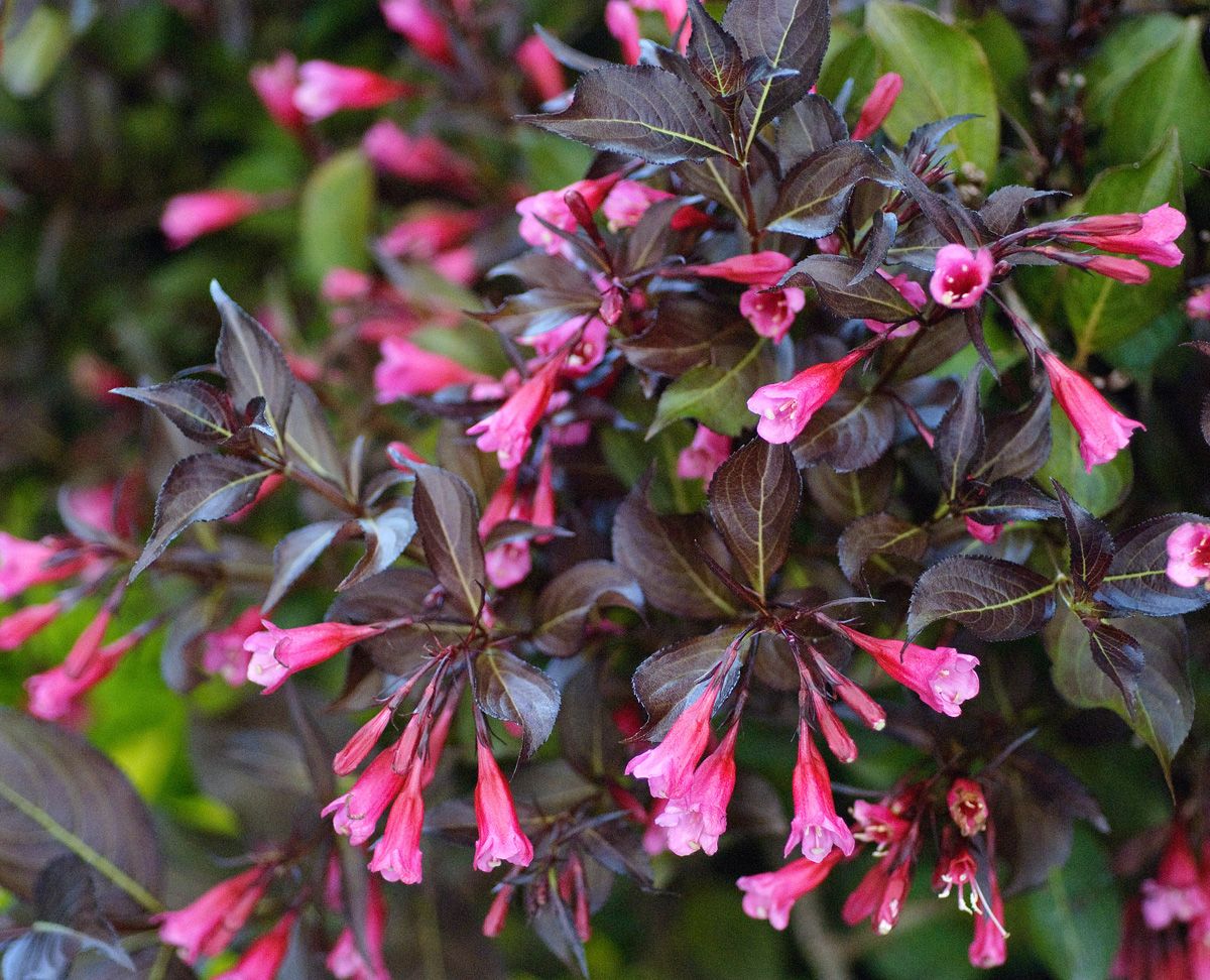 Veigelė gražiažiedė (Weigela florida) ‘Alexandra’