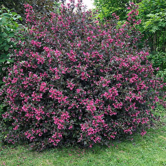 Veigelė gražiažiedė (Weigela florida) ‘Alexandra’