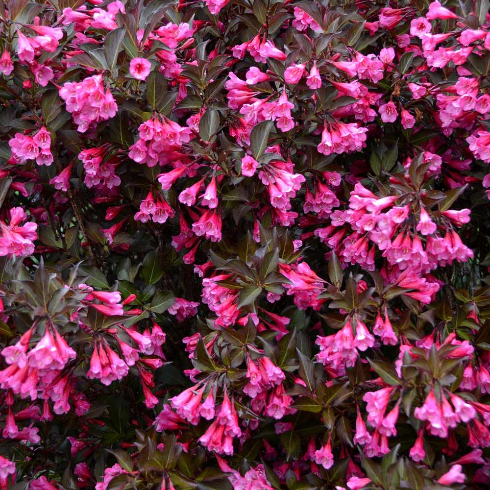 Veigelė gražiažiedė (Weigela florida) ‘Alexandra’