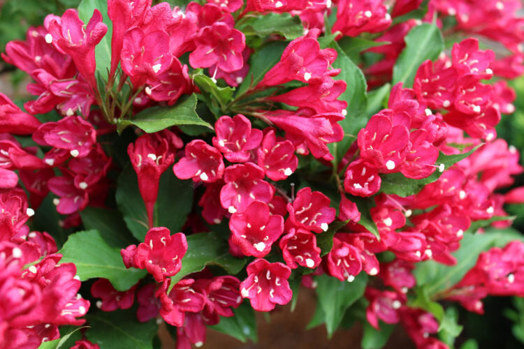 Veigelė gražiažiedė (Weigela florida) ‘Bristol Ruby’