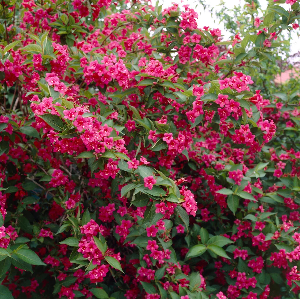 Veigelė gražiažiedė (Weigela florida) ‘Bristol Ruby’