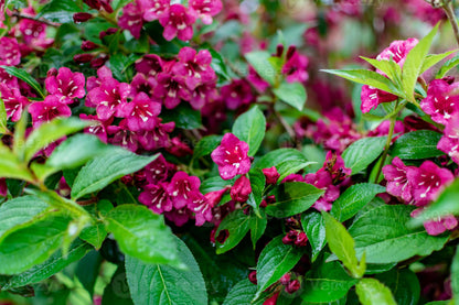 Veigelė gražiažiedė (Weigela florida) ‘Bristol Ruby’