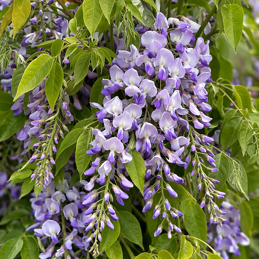 Visterija gausiažiedė (Wisteria floribunda) 'Issai'