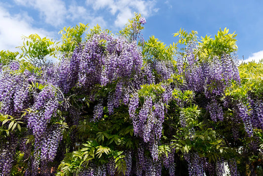 Visterija stambiakekė (Wisteria macrostachya) 'Blue Moon'