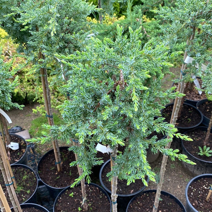 Kadagys paprastasis (Juniperus communis) 'Sibirica' Pa