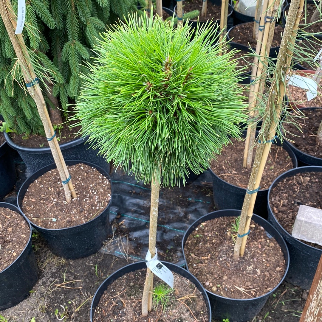 Pušis kalninė (Pinus mugo) 'Varella' Pa
