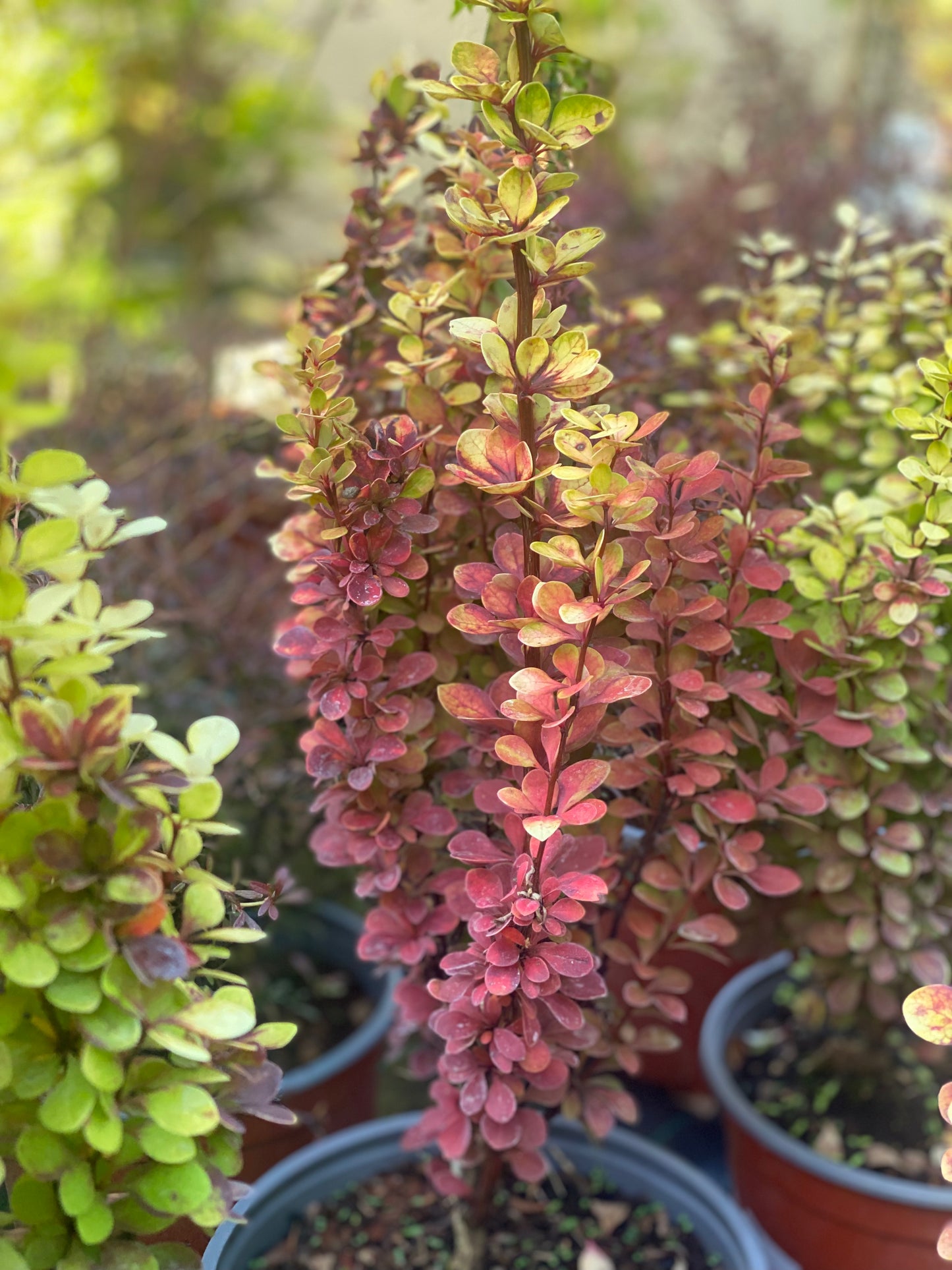 Raugerškis tunbergo (Berberis thunbergii) 'Orange Torch'