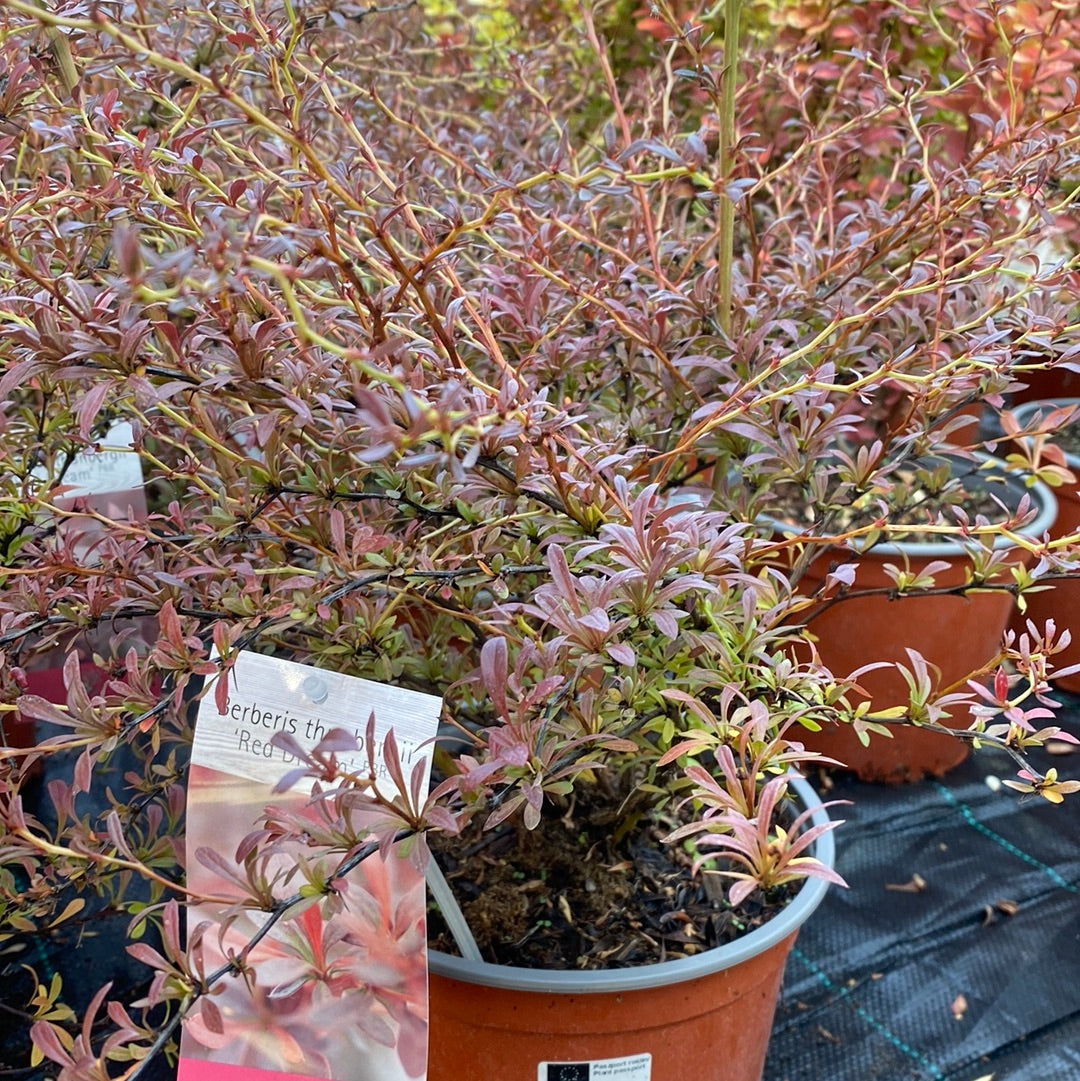 Raugerškis tunbergo (Berberis thunbergii) 'Red Dream'