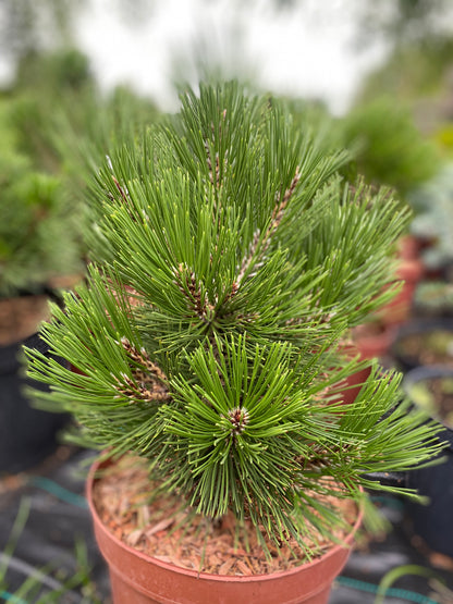 Pušis baltažievė (Pinus leucodermis) 'Mint Truffle'