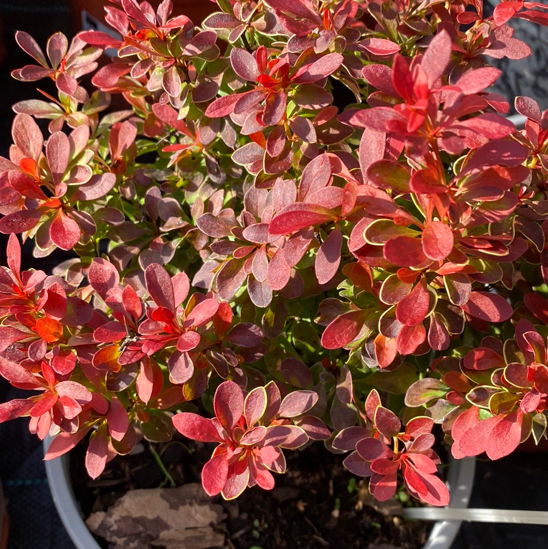 Raugerškis tunbergo (Berberis thunbergii) 'Admiration'
