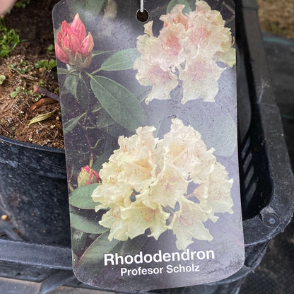 Rododendras (Rhododendron) 'Profesor Scholz'