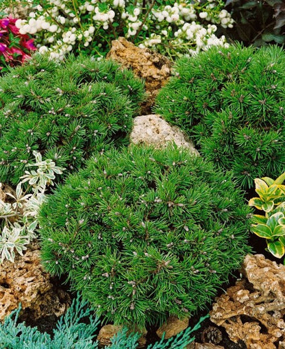 Pušis kablelinė (Pinus uncinata) 'Grune Welle'