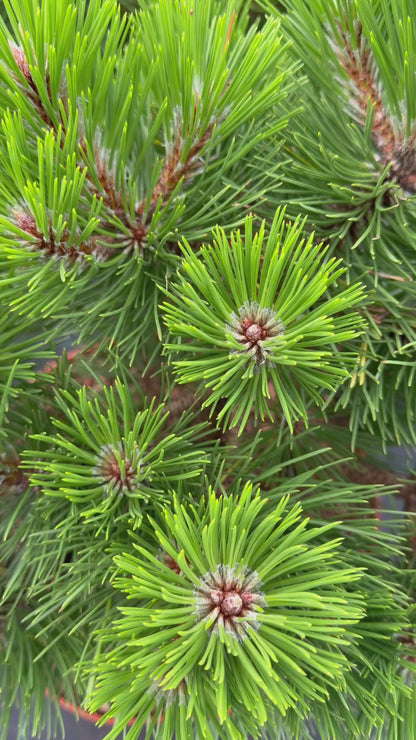Pušis juodoji (Pinus nigra) 'Helga'