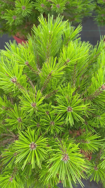Pušis gausiažiedė (Pinus densiflora) 'Low Glow'