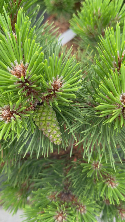 Pušis juodoji (Pinus nigra) 'Hornibrookiana'